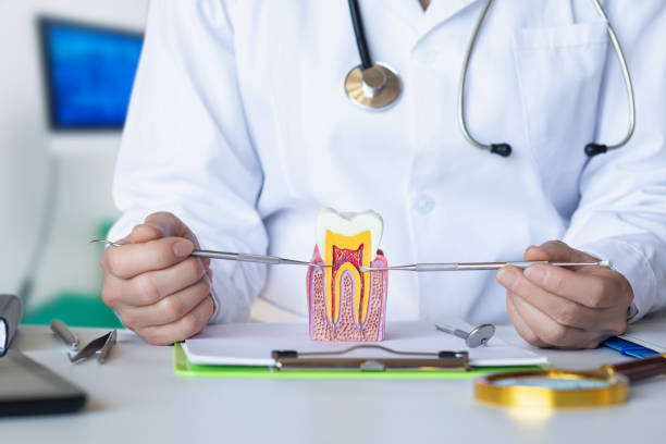 Best Emergency Dental Care for Broken or Chipped Teeth in Sheldon, IL